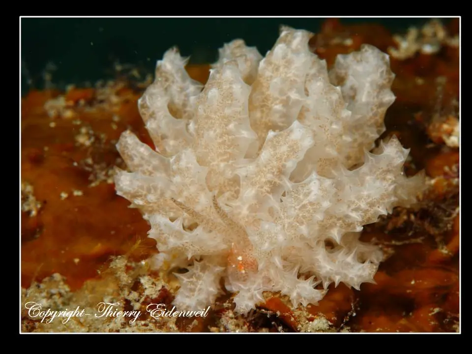 Anilao Macro Dive Media Highlight